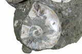 Impressive, Fossil Ammonite Cluster - Madagascar #74850-2